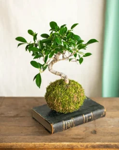 LA GREEN TOUCH - Kokedama - bonsai retusa