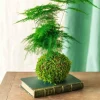 LA GREEN TOUCH - Kokedama - asparagus