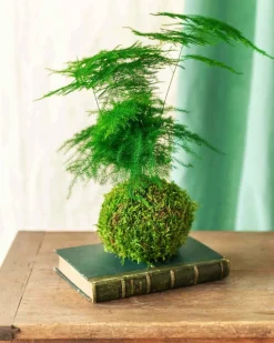 LA GREEN TOUCH - Kokedama - asparagus