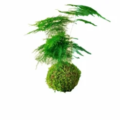 LA GREEN TOUCH - Kokedama - asparagus