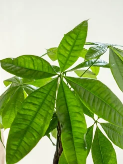 LA GREEN TOUCH - Kokedama - pachira