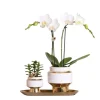 LA GREEN TOUCH - Kolibri company - ensemble orchidée blanche et succulente sur plateau doré