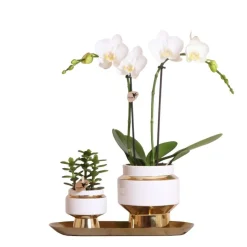 LA GREEN TOUCH - Kolibri company - ensemble orchidée blanche et succulente sur plateau doré