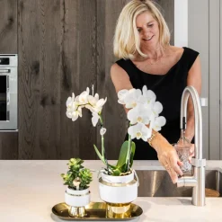 LA GREEN TOUCH - Kolibri company - ensemble orchidée blanche et succulente sur plateau doré