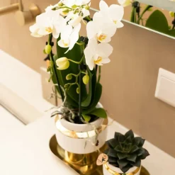 LA GREEN TOUCH - Kolibri company - ensemble orchidée blanche et succulente sur plateau doré