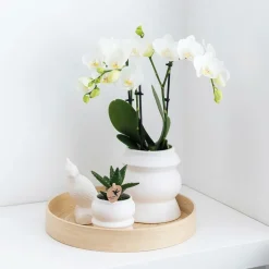 LA GREEN TOUCH - Kolibri orchids - boîte surprise monochrome - boîte avantageuse pour les plantes - avec 4 orchidées