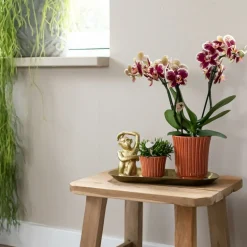 LA GREEN TOUCH - Kolibri orchids - boîte surprise monochrome - boîte avantageuse pour les plantes - avec 4 orchidées
