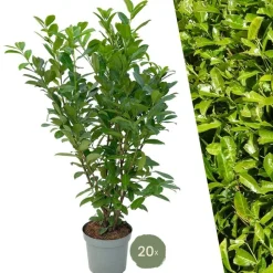 LA GREEN TOUCH - Laurier cerise h150cm pour 10 mètres linéaires de haie 20x15l