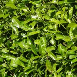 LA GREEN TOUCH - Laurier cerise h150cm pour 10 mètres linéaires de haie 20x15l