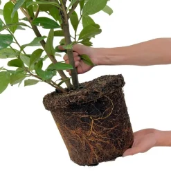 LA GREEN TOUCH - Laurier cerise h150cm pour 10 mètres linéaires de haie 20x15l