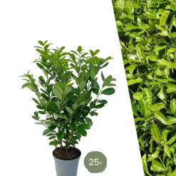 LA GREEN TOUCH - Laurier cerise h125cm pour 10 mètres linéaires de haie 25x12l