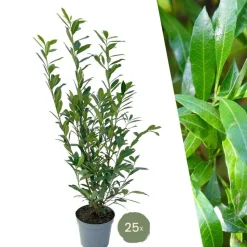 LA GREEN TOUCH - Laurier caucasica h125cm pour 10 mètres linéaires de haie 25x12l