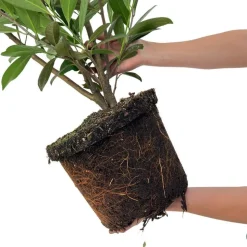 LA GREEN TOUCH - Laurier caucasica h125cm pour 10 mètres linéaires de haie 25x12l