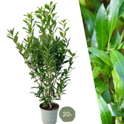 LA GREEN TOUCH - Laurier caucasica h150cm pour 10 mètres linéaires de haie 20x15l