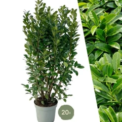 LA GREEN TOUCH - Laurier h150cm pour 10 mètres linéaires de haie 20x15l