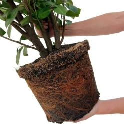 LA GREEN TOUCH - Laurier h150cm pour 10 mètres linéaires de haie 20x15l