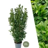 LA GREEN TOUCH - Laurier h125cm pour 10 mètres linéaires de haie 25x12l