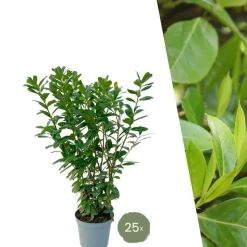 LA GREEN TOUCH - Laurier novita h125cm pour 10 mètres linéaires de haie 25x12l