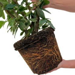 LA GREEN TOUCH - Laurier novita h125cm pour 10 mètres linéaires de haie 25x12l