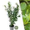 LA GREEN TOUCH - Laurier novita h150cm pour 10 mètres linéaires de haie 20x15l