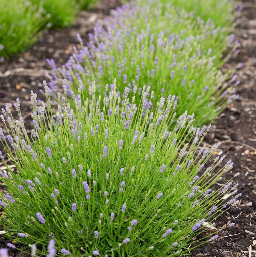 LA GREEN TOUCH - Lavande angustifolia felice® lot de 6 - 12 cm - plante fleurie extérieur