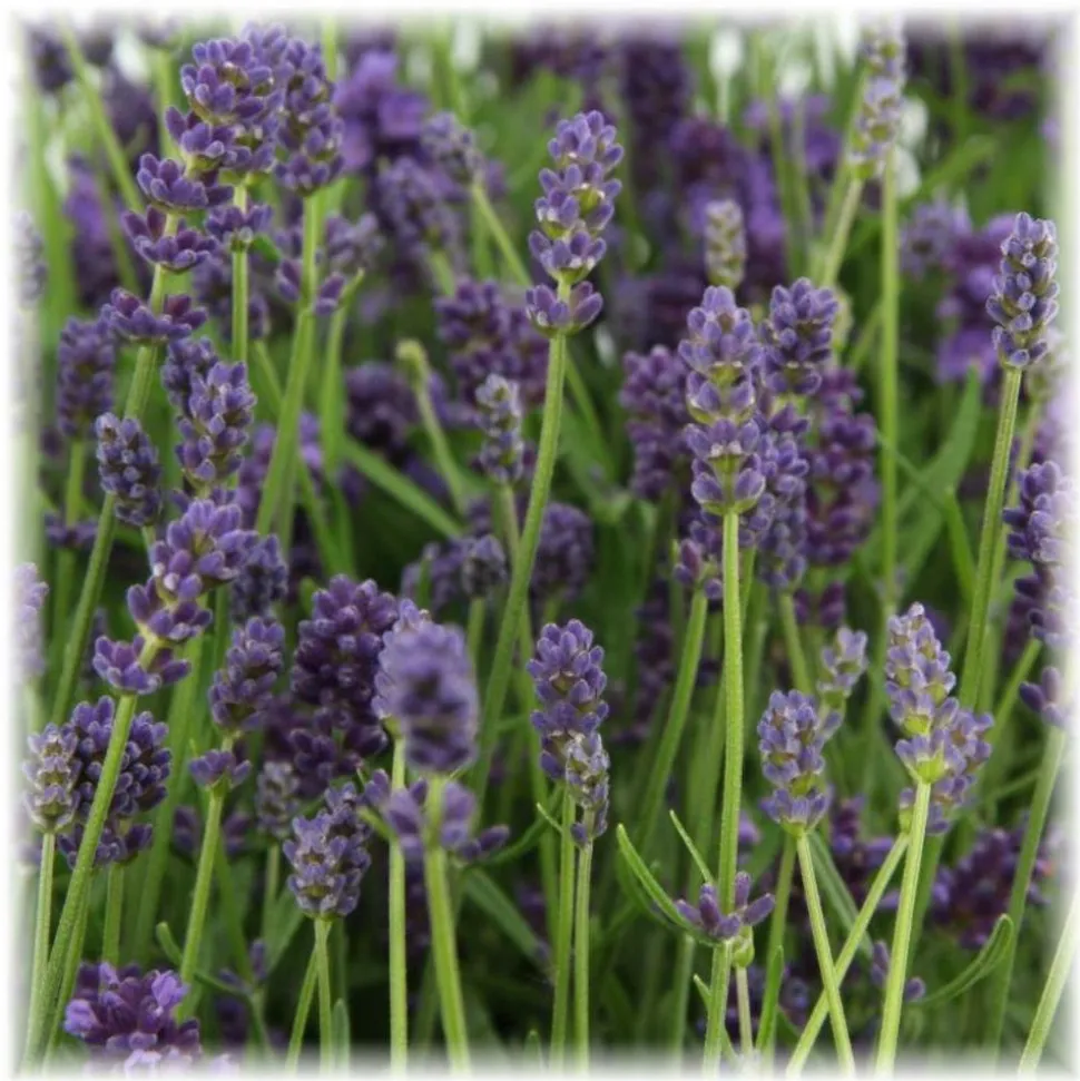 LA GREEN TOUCH - Lavande angustifolia felice® lot de 6 - 12 cm - plante fleurie extérieur