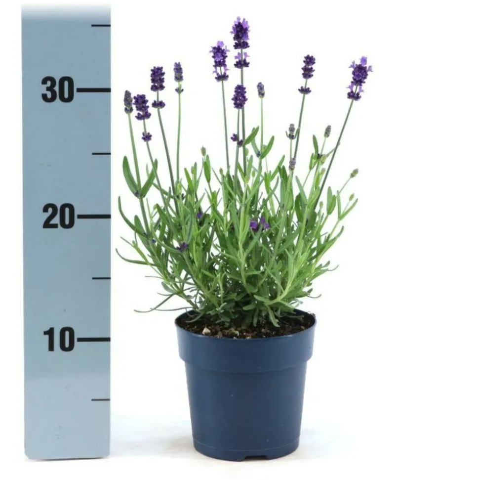 LA GREEN TOUCH - Lavande angustifolia felice® lot de 6 - 12 cm - plante fleurie extérieur