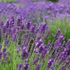 LA GREEN TOUCH - Lavande angustifolia felice® x 24