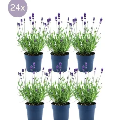 LA GREEN TOUCH - Lavande angustifolia felice® x 24
