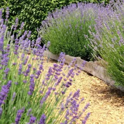 LA GREEN TOUCH - Lavande angustifolia felice® x 24