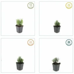 LA GREEN TOUCH - Lavande angustifolia 'dwarf blue' x20 – entre 1,25 et 1,67m2