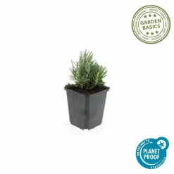 LA GREEN TOUCH - Lavande angustifolia 'dwarf blue' x40 – entre 2,5 et 3,33m2