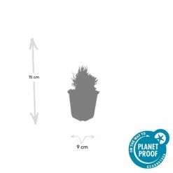 LA GREEN TOUCH - Lavande angustifolia 'dwarf blue' x40 – entre 2,5 et 3,33m2
