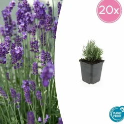 LA GREEN TOUCH - Lavande angustifolia 'dwarf blue' x40 – entre 2,5 et 3,33m2