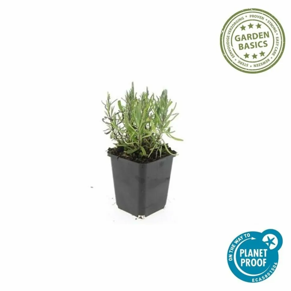 LA GREEN TOUCH - Lavande angustifolia 'munstead' x12 – entre 0,75 et 1m2