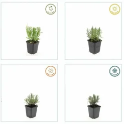LA GREEN TOUCH - Lavande angustifolia 'munstead' x12 – entre 0,75 et 1m2