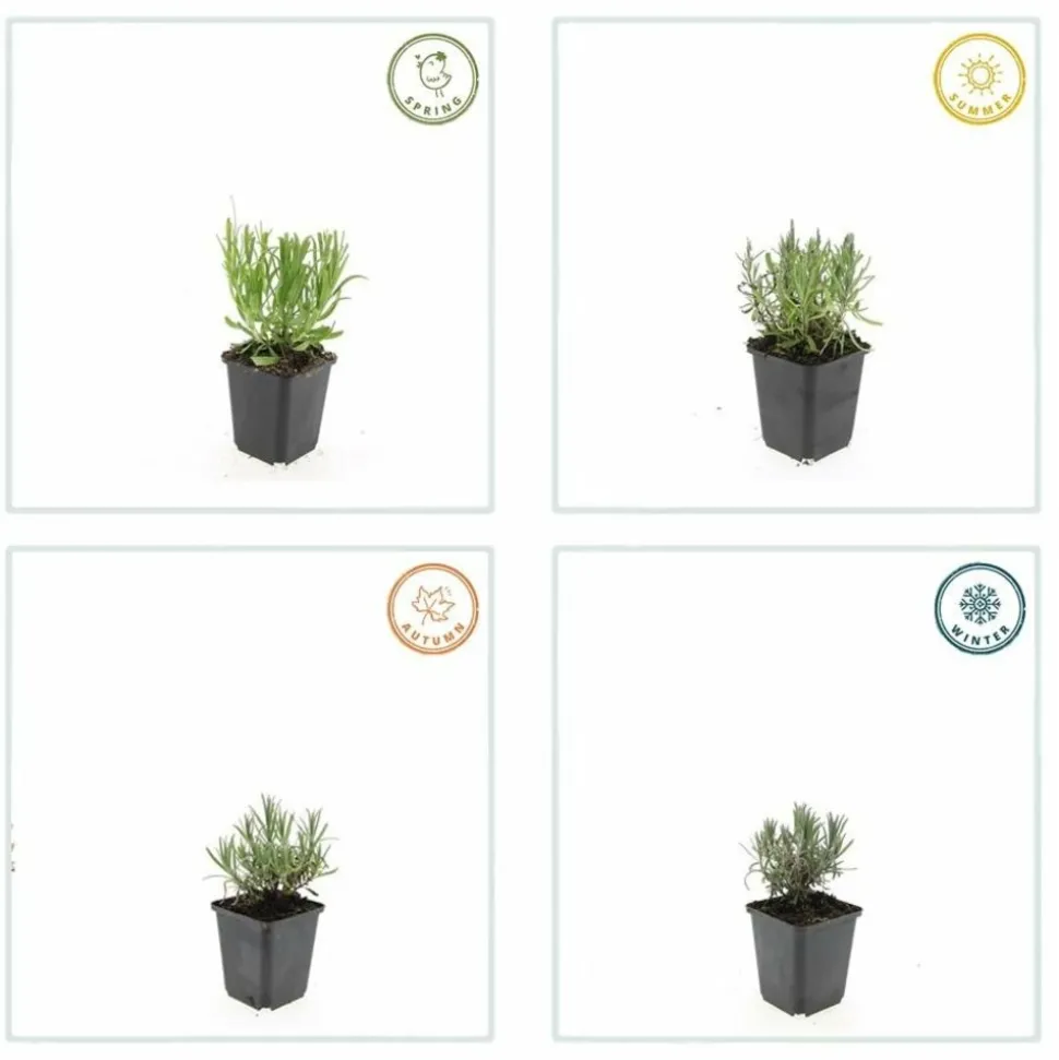 LA GREEN TOUCH - Lavande angustifolia 'munstead' x12 – entre 0,75 et 1m2