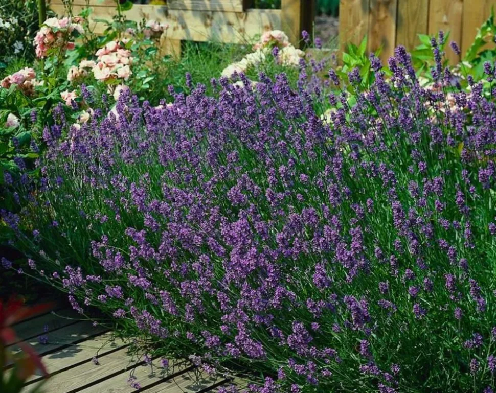 LA GREEN TOUCH - Lavande angustifolia 'munstead' x12 – entre 0,75 et 1m2