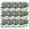 LA GREEN TOUCH - Lavande angustifolia - 12 packs de 6