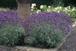 LA GREEN TOUCH - Lavande angustifolia 'dwarf blue' x12 – entre 0,75 et 1m2
