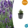 LA GREEN TOUCH - Lavande angustifolia 'dwarf blue' x60 – entre 3,75 et 5m2