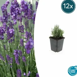 LA GREEN TOUCH - Lavande angustifolia 'dwarf blue' x60 – entre 3,75 et 5m2