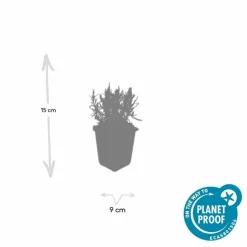 LA GREEN TOUCH - Lavande angustifolia 'munstead' x60 – entre 3,75 et 5m2