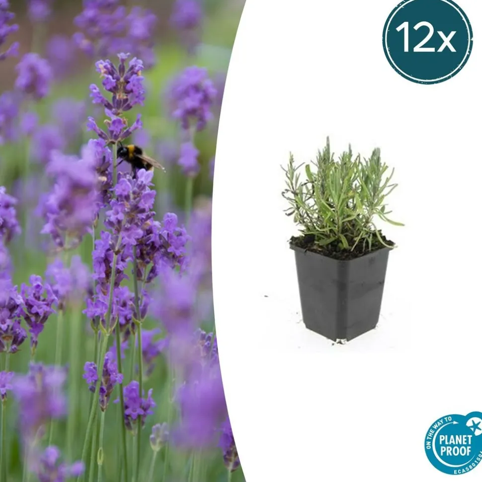 LA GREEN TOUCH - Lavande angustifolia 'munstead' x60 – entre 3,75 et 5m2