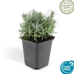 LA GREEN TOUCH - Lavande 'hidcote' x40 – entre 2,5 et 3,33m2