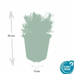 LA GREEN TOUCH - Lavande 'hidcote' x40 – entre 2,5 et 3,33m2