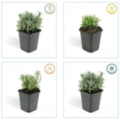 LA GREEN TOUCH - Lavande 'hidcote' x40 – entre 2,5 et 3,33m2