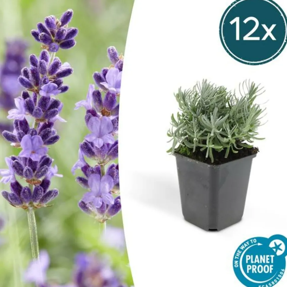 LA GREEN TOUCH - Lavande 'hidcote' x40 – entre 2,5 et 3,33m2