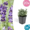 LA GREEN TOUCH - Lavande 'hidcote' x20 – entre 1,25 et 1,67m2