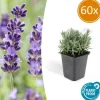 LA GREEN TOUCH - Lavande 'hidcote' x60 – entre 3,75 et 5m2